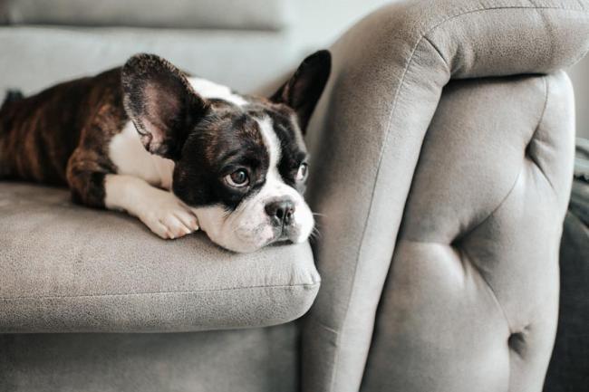 A worried looking brown and white french bulldog lying down and resting on sofa. 